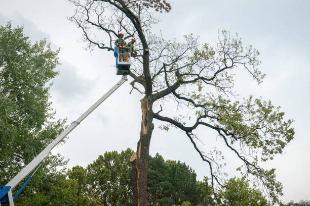 The Steps Involved in Our Tree Care Process in Mayflower, AR